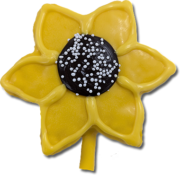 Flower Sunflower Yellow