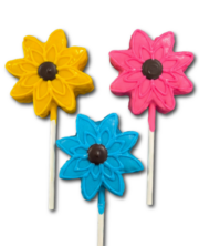 Flower Gerber Daisy Assort